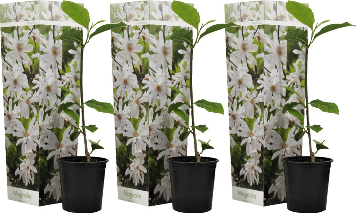 Produktbild Plant in a Box Magnolia Stellata - 3er Set Magnolie (25 cm)