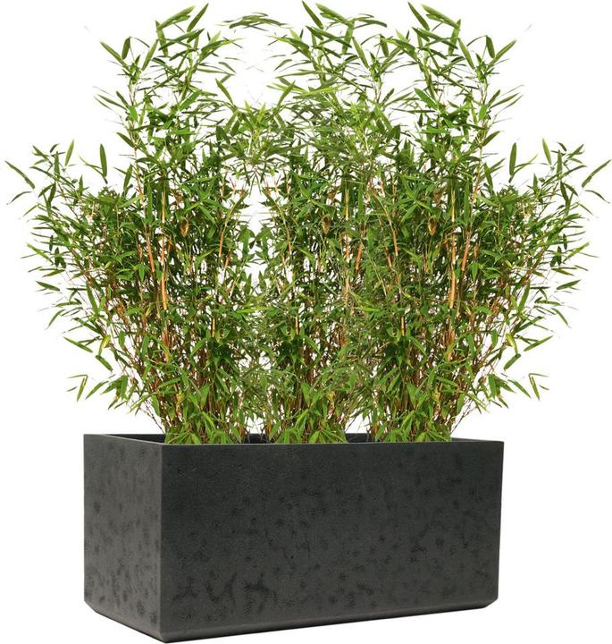 Image du produit Kirschke Rockline (44 cm)