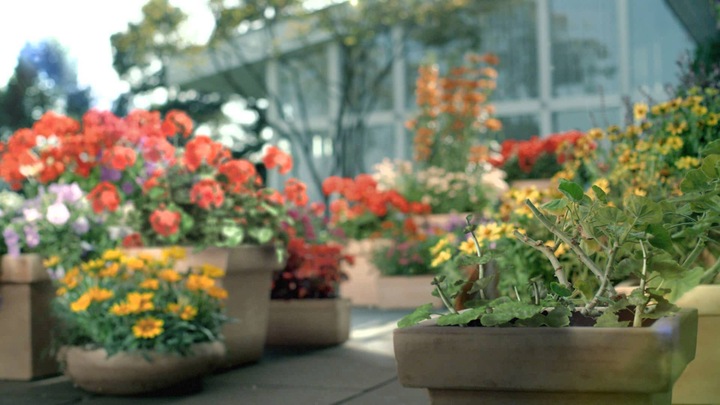 Actual product image Hauert Hato flower fertilizer (5 kg, 5 l)