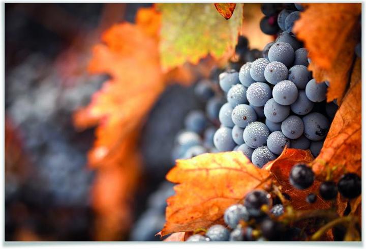 Actual product image Trenddeko Wine in autumn (60 x 40 cm)