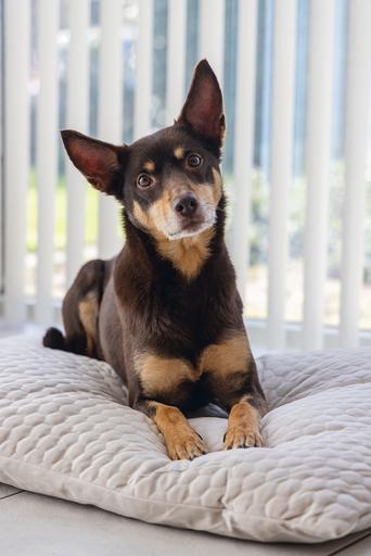 Productafbeelding Karlie Fluwelen kussen (Hond)