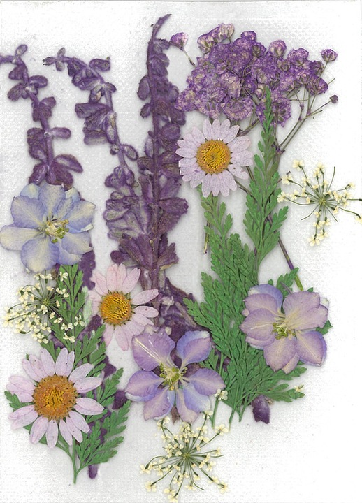 Produktbild Stafil Trockenblumen gepresst (Trockenblumen)