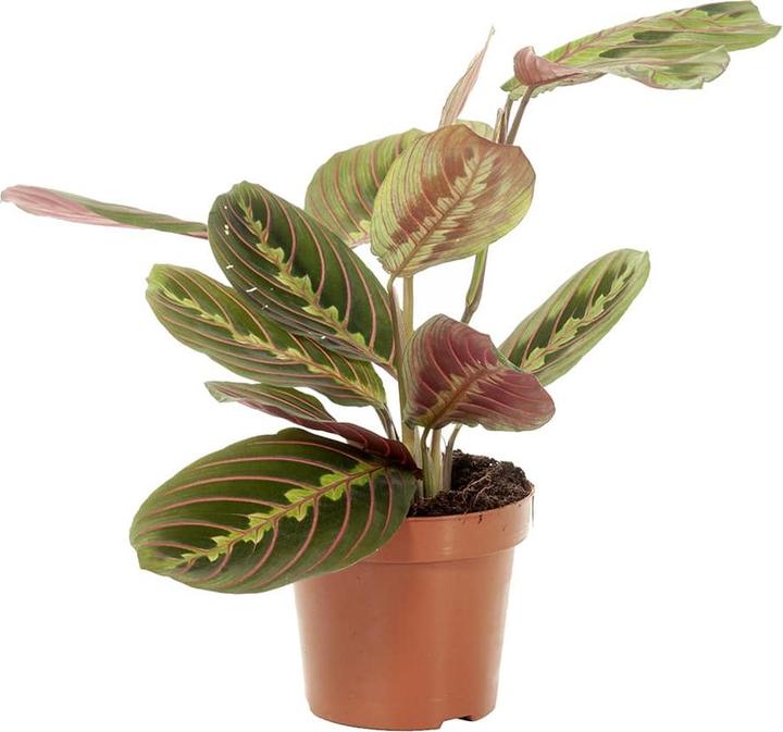 Plantlovers Maranta Leuconeura (Bunte Pfeilwurz) (30 cm, Frisch umgetopft)