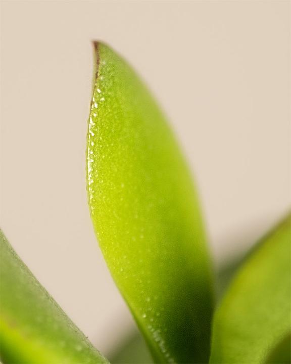 Produktbild feey Geldbaum Duo (15 cm, Frisch umgetopft)