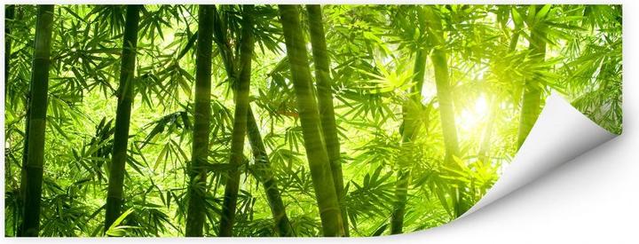 Actual product image Trenddeko Sunshine in the bamboo forest (80 x 30 cm, 100 x 40 cm, 60 x 20 cm, 150 x 60 cm, 200 x 80 cm, 120 x 50 cm)