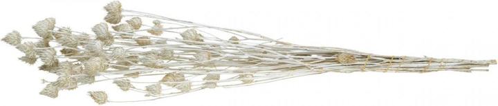 Actual product image Viana Erdbeerdistel Trockenblumen für edle und geisterhafte Blumendekoration (Dried flowers)