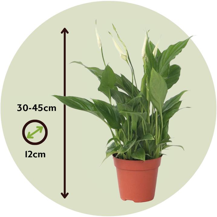 Produktbild Plant in a Box Spathiphyllum 'Torelli' - Friedenslilie (30 cm)