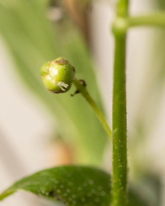 Actual product image feey Mini-Kiwi (500 cm)