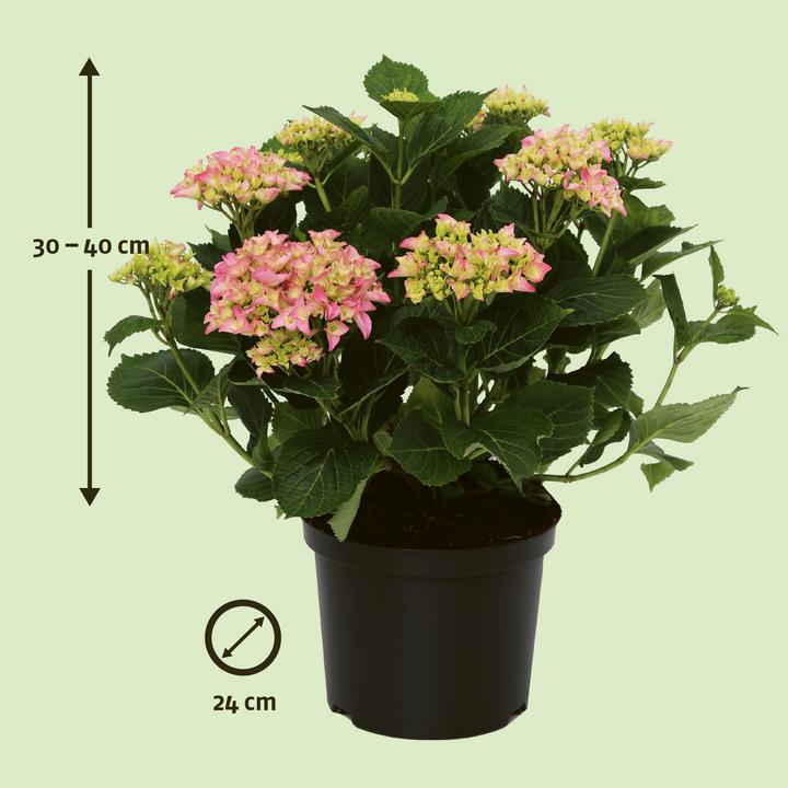 Produktbild Zulauf Ball-Hortensie / Hydrangea macrophylla Rosa (40 cm)