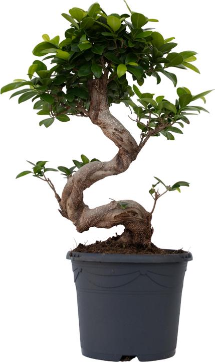 Plant in a Box Ficus microcarpa Ginseng - Bonsaï en forme de S (65 cm)