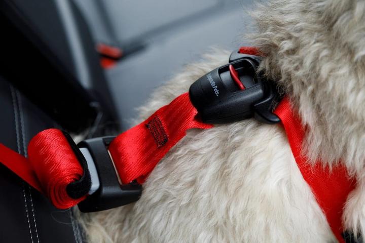 Image du produit Zolux Szelki dla psa TRAVEL SAFE S czerwone (Chien)