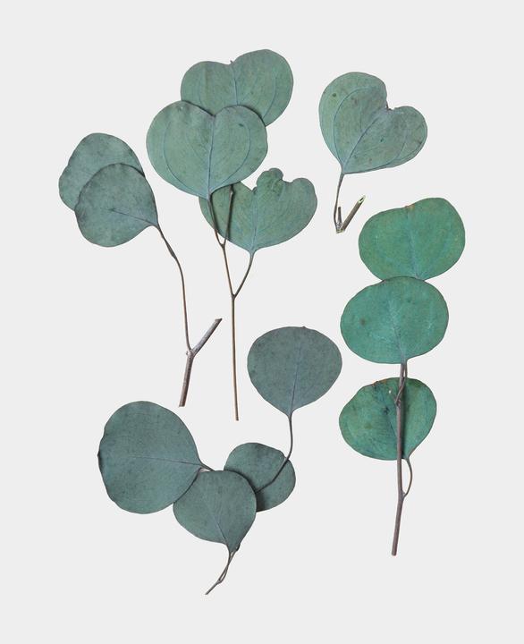 Image du produit I Am Creative Trockenblumen Eucalyptus (Fleurs séchées)