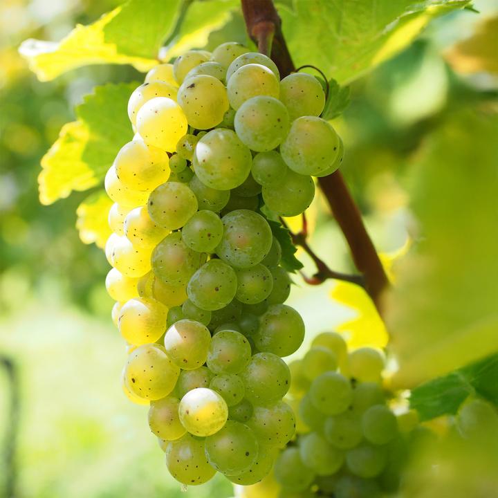 Produktbild Plant in a Box Vitis vinifera ‘Himrod’ - Traubenpflanze (60 cm)