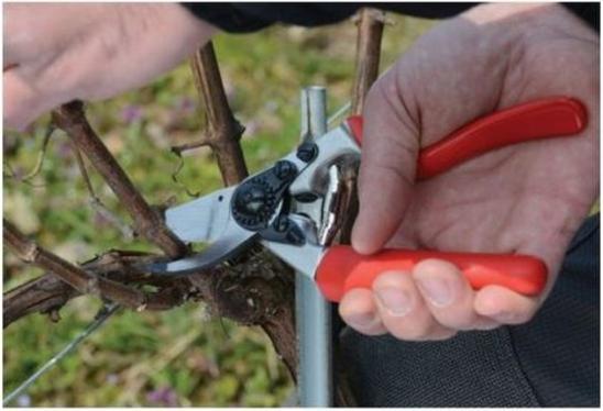 Actual product image Felco Gartenschere