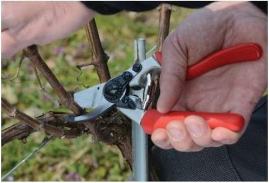 Produktbild Felco Gartenschere