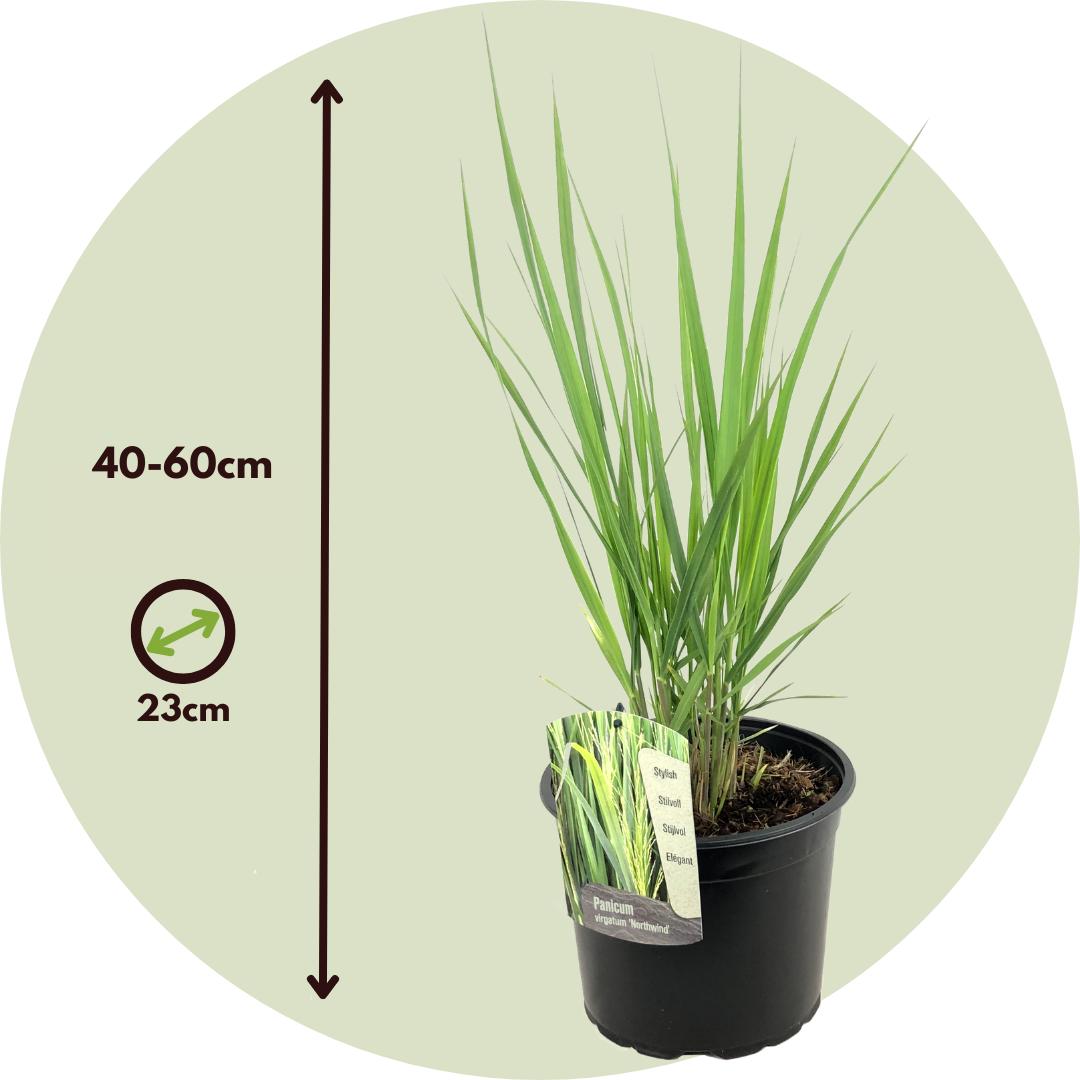 Thumbnail - Plant in a Box, Pflanzen, Panicum virgatum 'Northwind' - Schmiele (40 cm)