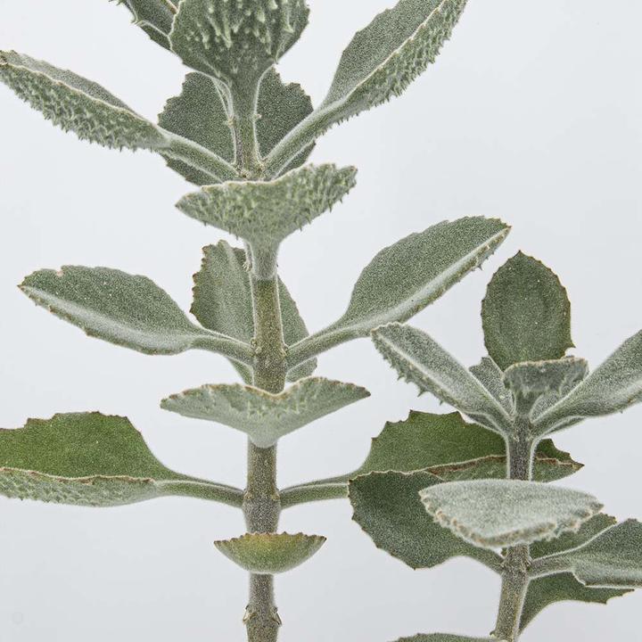 Image du produit Kakteen Gautschi Kalanchoe beharensis (55 cm)