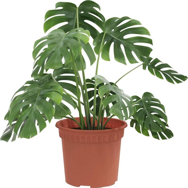 Produktbild vidaXL Modernes Pflanzgefäss (15 x 12 cm)