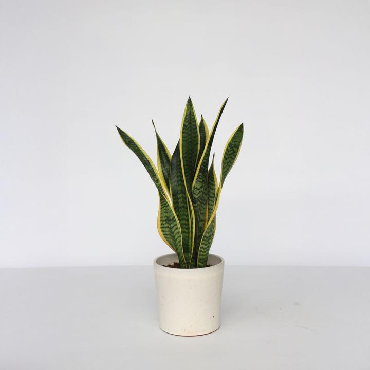 Produktbild Plant in a Box Sansevieria trifasciata Laurentii - Bogenhanf (60 cm)