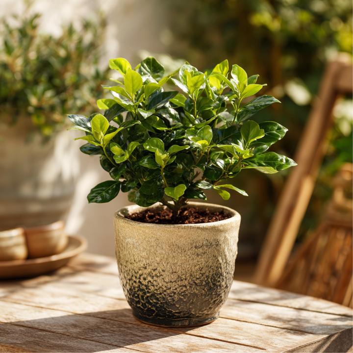 Actual product image Plant in a Box Gardenia Jasminoides - Set of 4 Gardenias (20 cm)