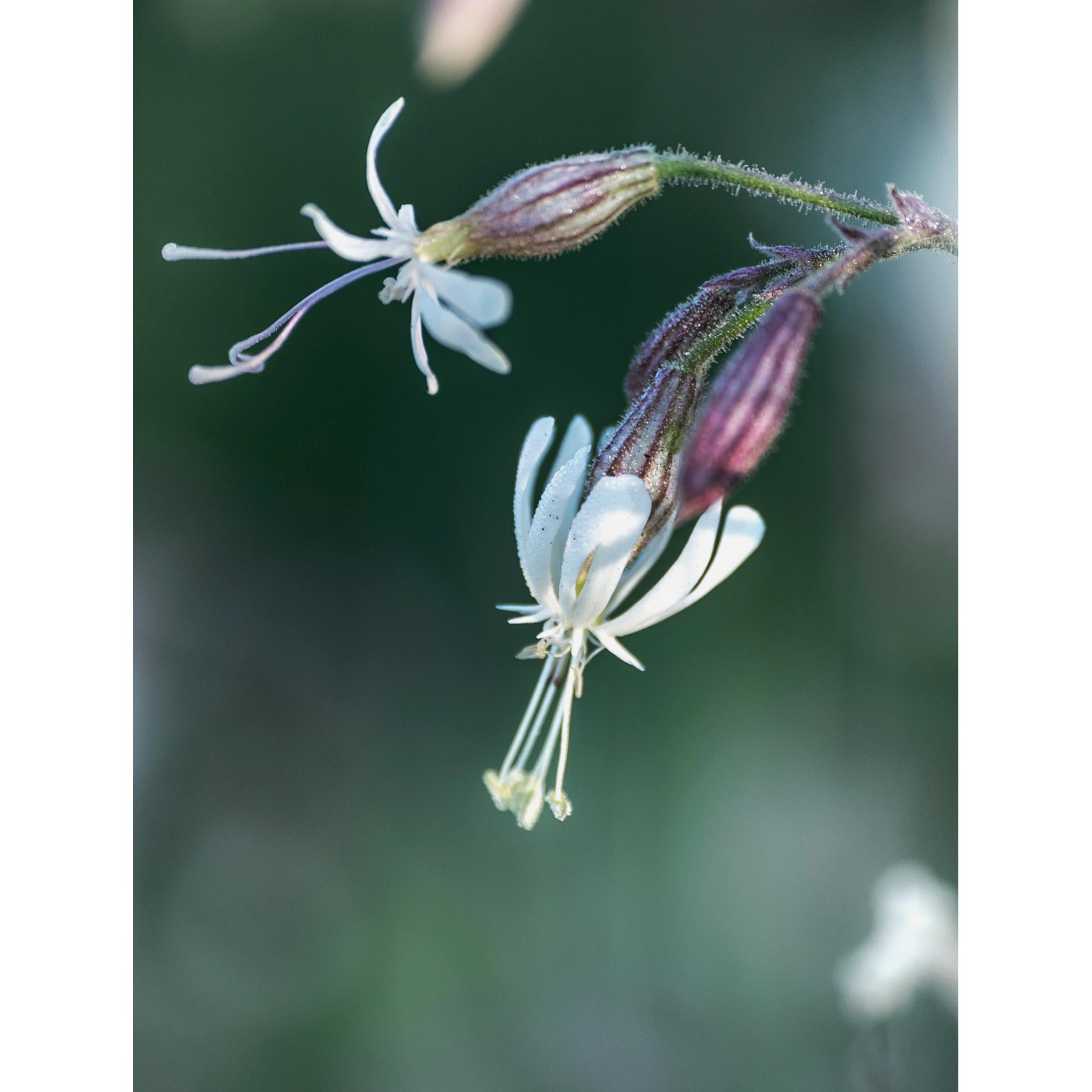 Thumbnail - Floramour: Wildblumen, Sachbücher von Anja Klaffenbach