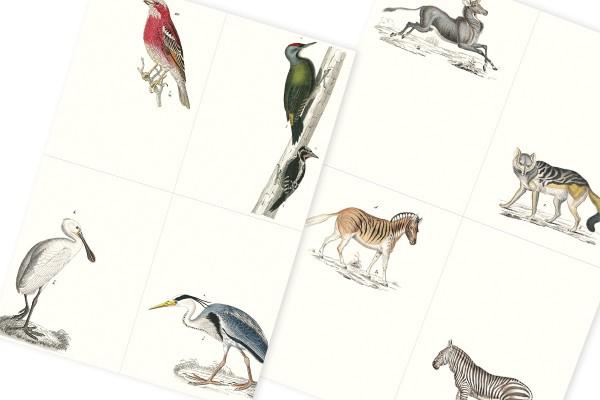 Produktbild Book Fauna