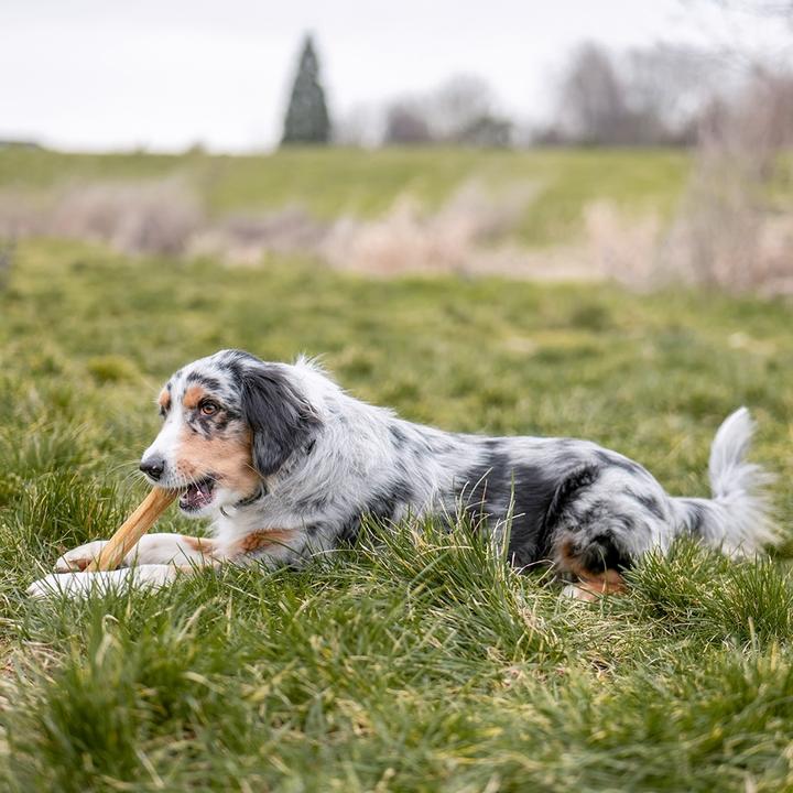 Actual product image Nobby Chew bone pressed (5 pcs., 40 g)