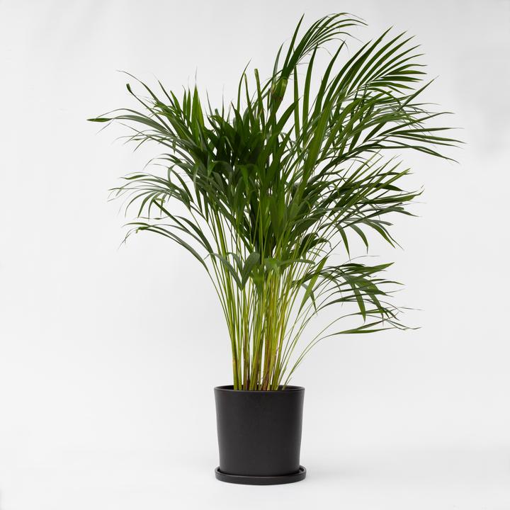 Image du produit Plant in a Box Dypsis Lutescens - Palmier à fruits d'or d'Areca (100 cm)