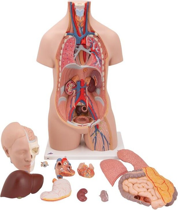 Produktbild 3B Scientific Standard Torso Modell, geschlechtsneutral, 12-teilig