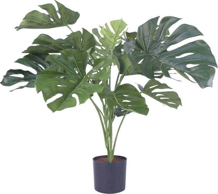 Immagine prodotto Plant in a Box Monstera - (85 cm)