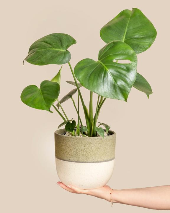 Produktbild feey Schweizer Monstera (40 cm)