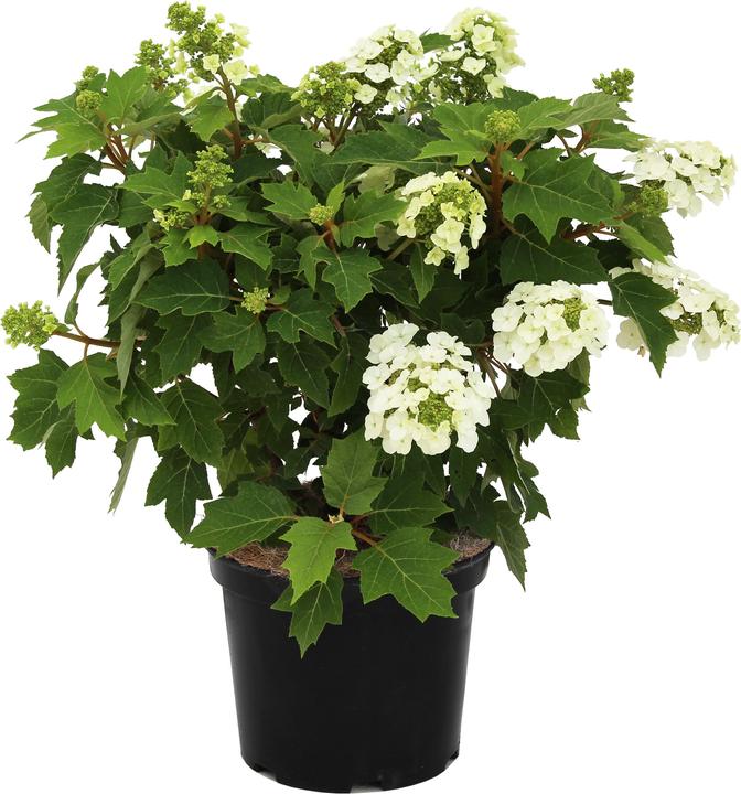 Produktbild Zulauf Eichenblättrige Hortensie / Hydrangea quercifolia 'Munchkin' (70 cm)