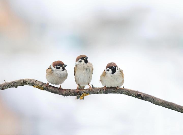 Productafbeelding Swissinno Vogel-Futtersilo "Davos" SMART BIRDS. Hellblau