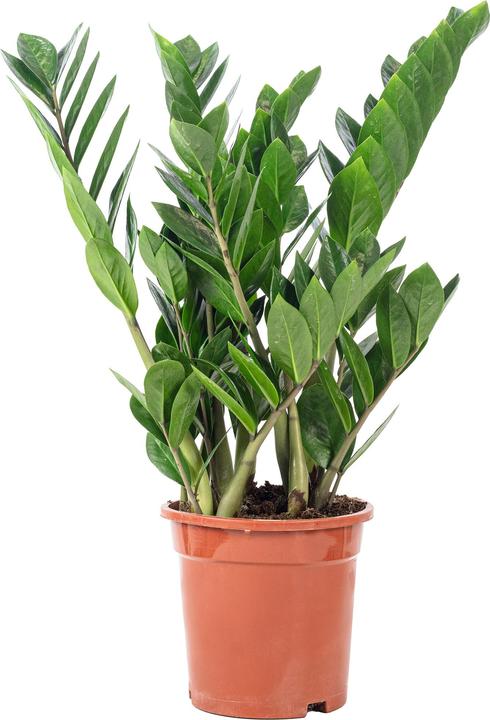 Produktbild Flowerbox Glücksfeder - Zamioculcas zamiifolia (55 cm)