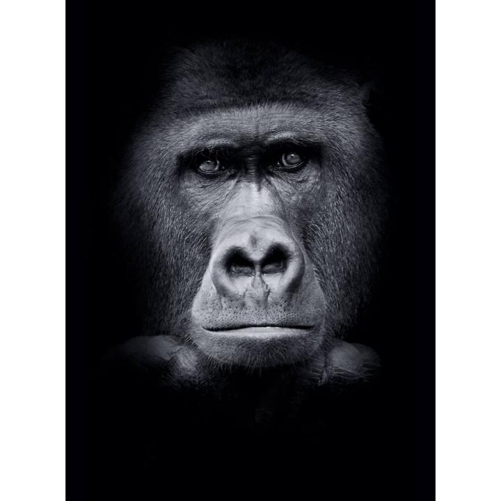 Actual product image Trenddeko gorilla (192 x 260 cm)