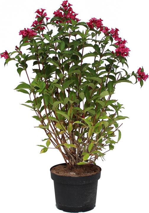 Produktbild Zulauf Weigelie / Weigela 'Bristol Ruby' (100 cm)