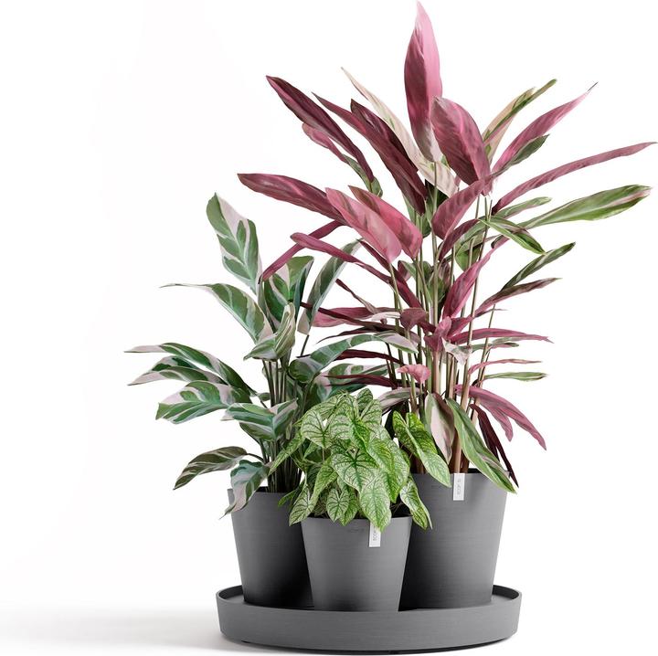 Actual product image Ecopots Dubai (30 cm)