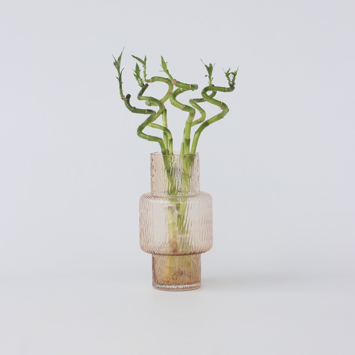 Immagine prodotto Plant in a Box Dracaena sanderiana - Set di 12 Lucky Bamboo (40 cm)