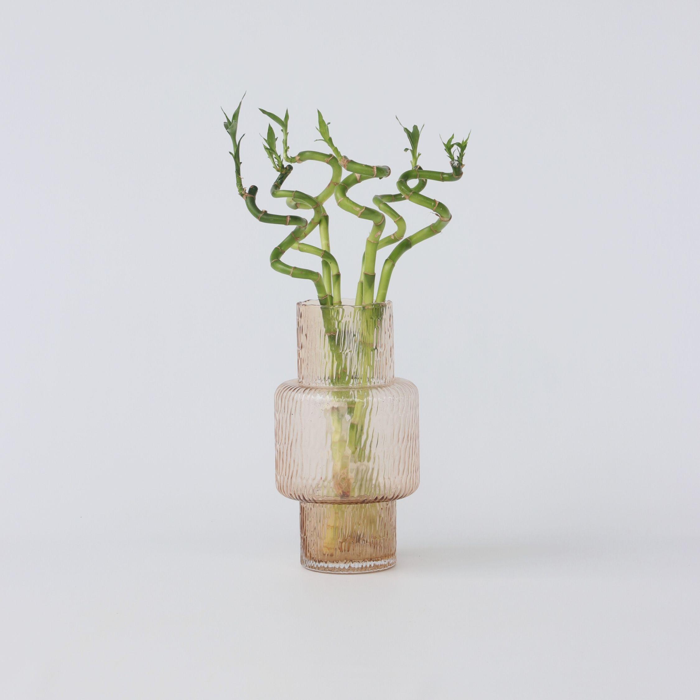 Plant in a Box, Pflanzen, Dracaena sanderiana - 12er Set Glücksbambus (40 cm)