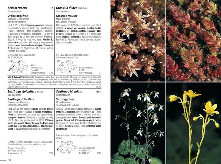 Image du produit Flora Helvetica - Flore illustrée de Suisse (Français, Andreas Gygax, Anne-Laure Maire, Ernest Gfeller, Gerhart Wagner, Konrad Lauber, 2024)