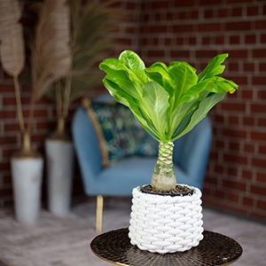 Actual product image Flowerbox Hawaiian vulcan palm - height ca. 40 cm, pot-Ø 12 cm - Brighamia (40 cm)
