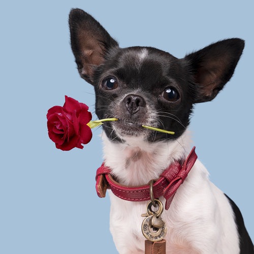 Produktbild Dog with a mission Halsband Bonnie, XXL, 4 cm (XXL, Hund, Allgemein)