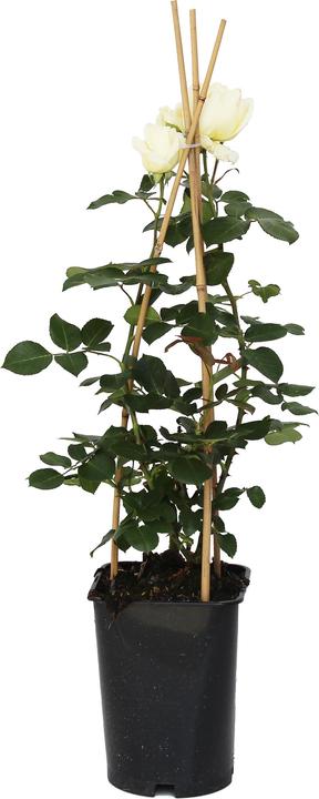 Produktbild Zulauf Kletterrose / Rosa (CLB) 'Schneewalzer'® (40 cm)