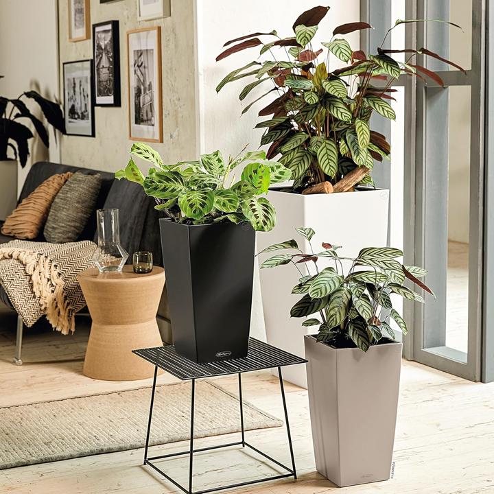 Immagine prodotto Lechuza Cubico Color (39.50 cm)