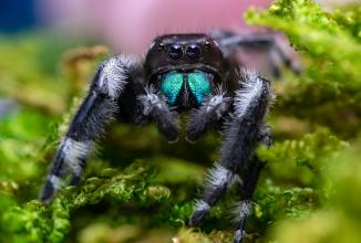 Immagine prodotto Venus Optic Lunghezza focale fissa Laowa 85 mm f/5.6 2X APO - Nikon Z (Nikon Z, Full frame)