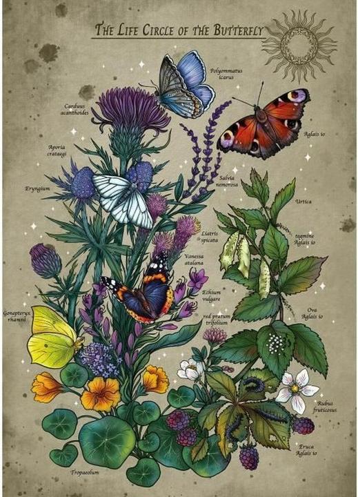 Produktbild Ravensburger Lifecircle Butterfly (1000 Teile)