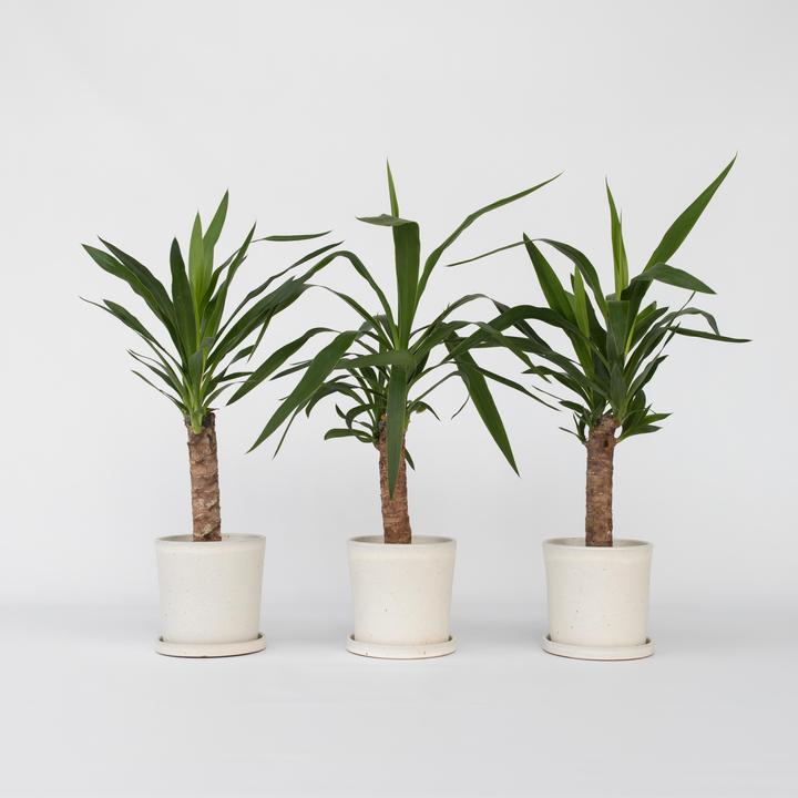 Image du produit Plant in a Box Yucca Elephantipes - Set de 3 palmiers (50 cm)