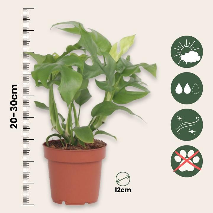 Immagine prodotto Plant in a Box Rhaphidophora Tetrasperma - Monstera Minima (20 cm)