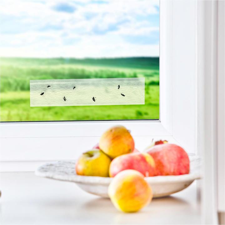 Actual product image Windhager Window fly trap