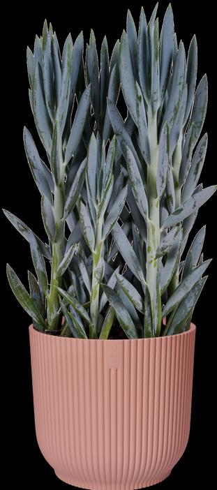 Image du produit Elho Vibes Fold (25 cm)